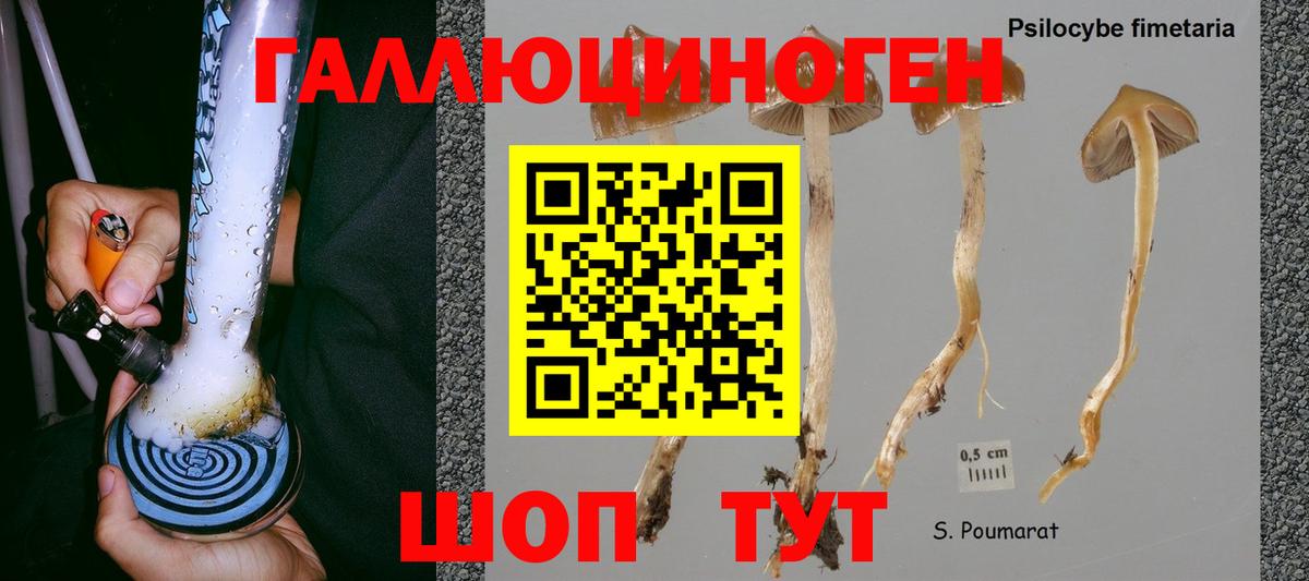 Псилоцибиновые грибы Psilocybe Когалым